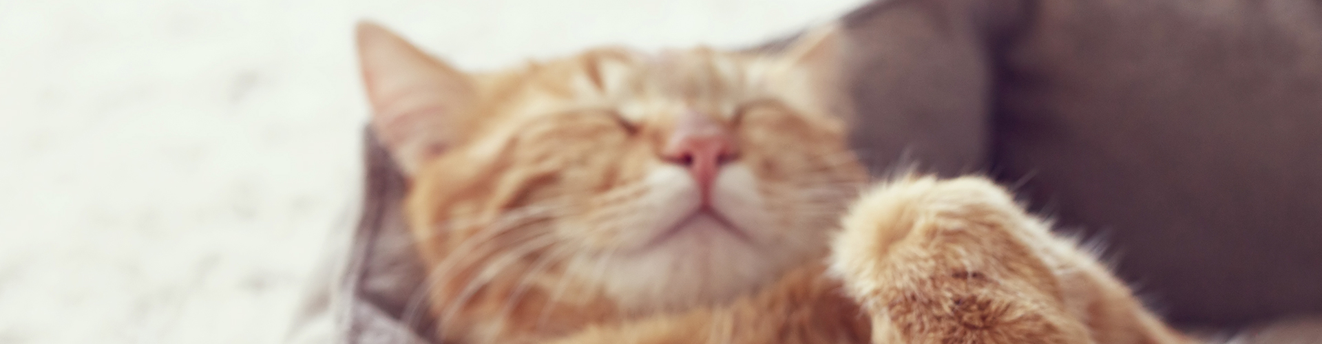Explore insightful articles about feline health and wellbeing.