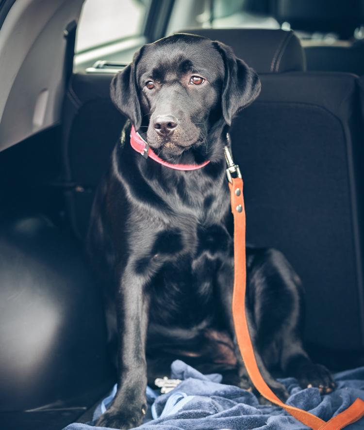 travel sickness in dogs