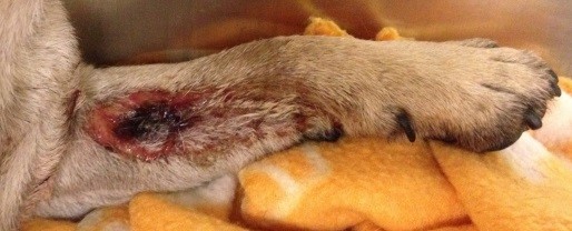 alabama rot symptom - deep ulcer on the inside of dog leg
