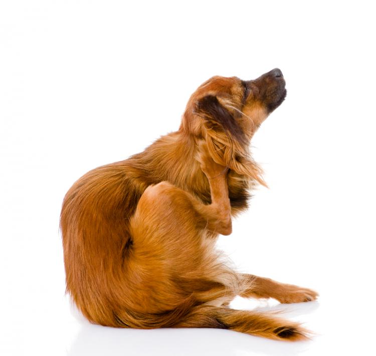 what causes excessive itching in dogs